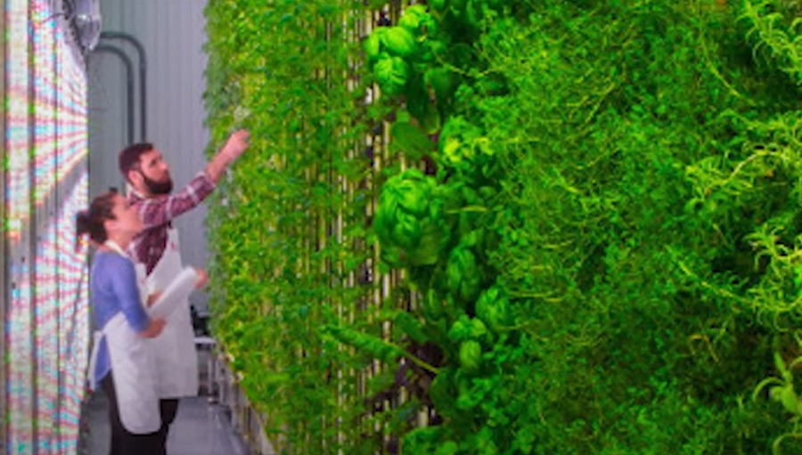 Jövő technológia: Így néz ki egy vertikális farm