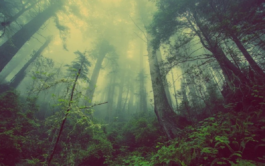 Az erdők megmentésében is segíthet a mesterséges intelligencia