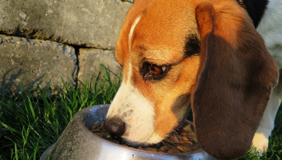 Sok kutyának az evés is gondot okoz az új környezetben