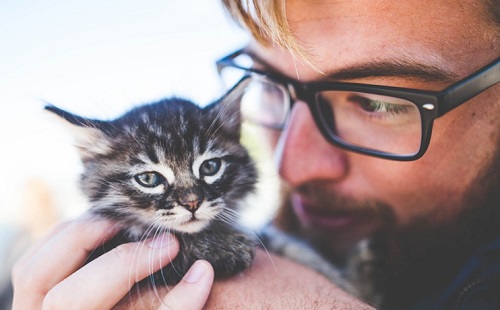 7 tudományos tény, hogy a macskatartás előnyös