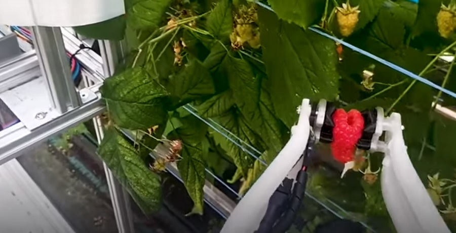 Mesterséges intelligencia - A málnaszedő robot óvatosan takarítja be a gyümölcsöt 