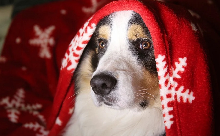 A kutyák 22 százaléka a vidám karácsonyi dallamokat szereti