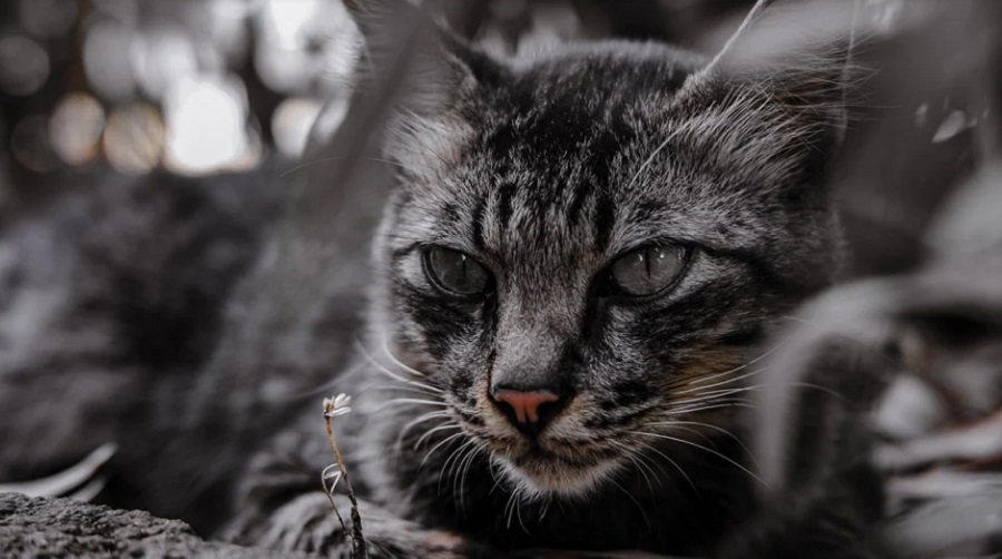 A macskák pszichopaták, mert vad őseiktől származnak?