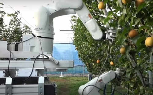 Mesterséges intelligencia – 11 másodperc a japán gyümölcsszedő robot rekordja