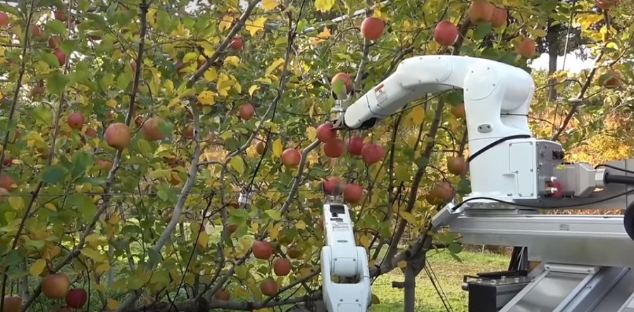 Mesterséges intelligencia - Ugyanolyan sebességgel szedi a gyümölcsöt a robot, mint egy ember
