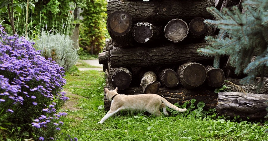 A macska szereti felfedezni környezetét - de a szomszédba és messzebbre is eljuthat