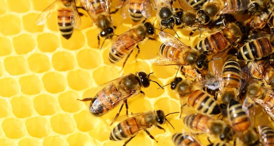 Okosabb mesterséges intelligencia kifejlesztéséhez használható a méhek problémamegoldása