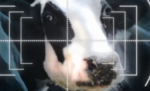 Mesterséges intelligencia – A tejtermelés optimalizálását segíti az új technológia