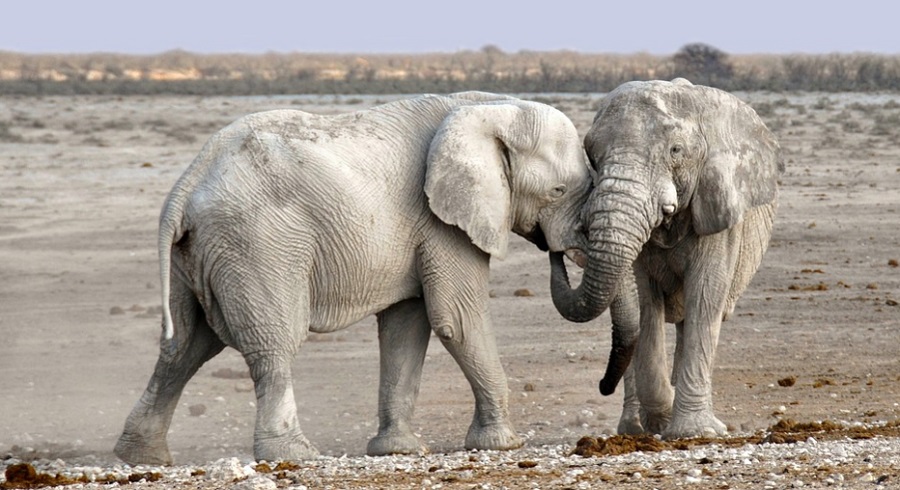 Az elefántoktól sokat tanulhatnak a párok