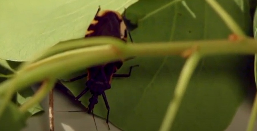 A Chagas-kórt terjesztő rablópoloska - Mesterséges intelligencia segíthet a fejlett kezelésekben