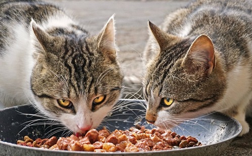 Kövér a macska – Mit tehetünk a túlsúly ellen?