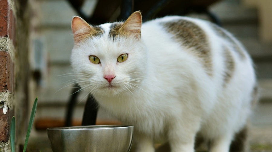 Ha a macska túl sok ételt kap, de keveset mozog, könnyen elhízottá válhat