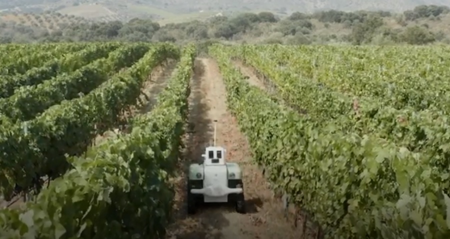 Mesterséges intelligencia - Eredményesebb termelővé teheti a szőlősgazdákat a VineScout robot
