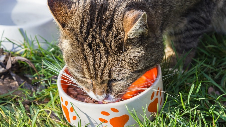 A mai macskaeledelek kiegyensúlyozott táplálékot nyújtanak a cicáknak