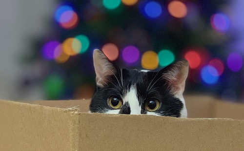 Miért szereti a cica a dobozt?