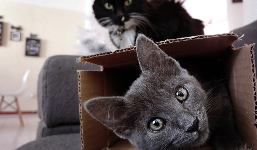 A macskák imádnak elbújni a dobozokban 