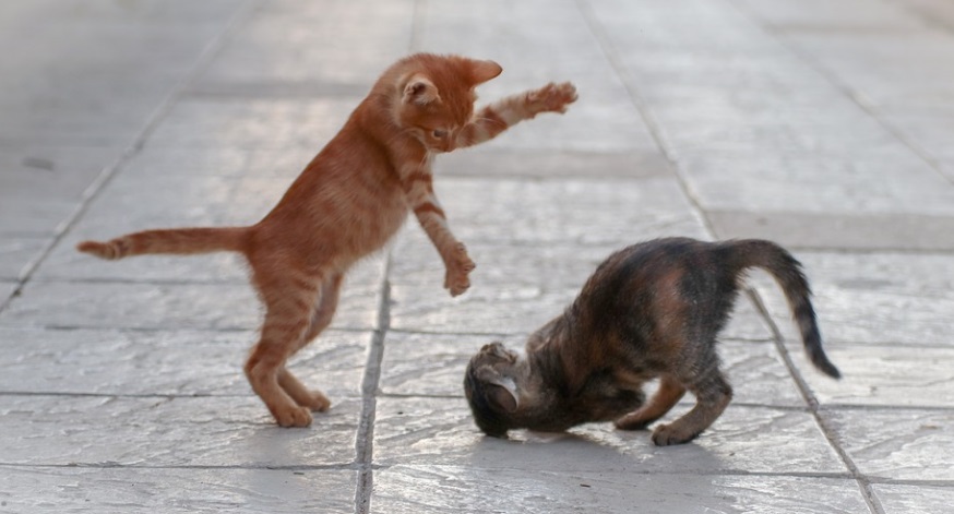A macskák játékosak, de durvák is lehetnek egymással