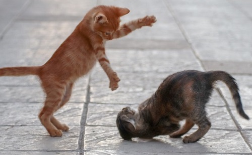Hogyan kezelhető a cicák közti agresszió?