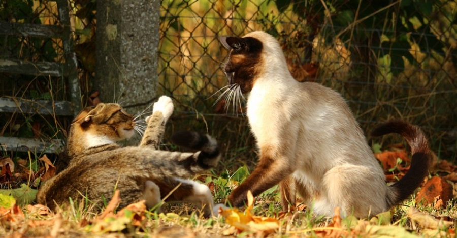 A gazdi is sokat tehet érte, hogy a macskák ne legyenek agresszívak egymással