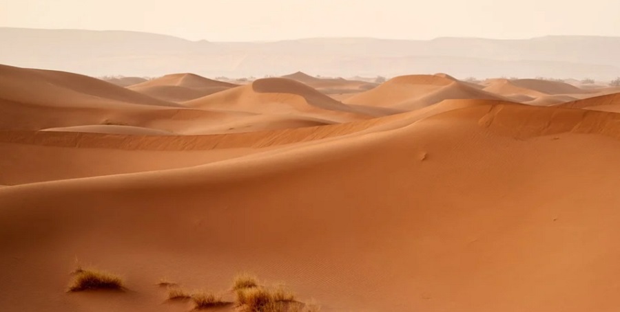 A Szahara dűnéi - A mesterséges intelligencia fák sokaságát találta meg a sivatagban