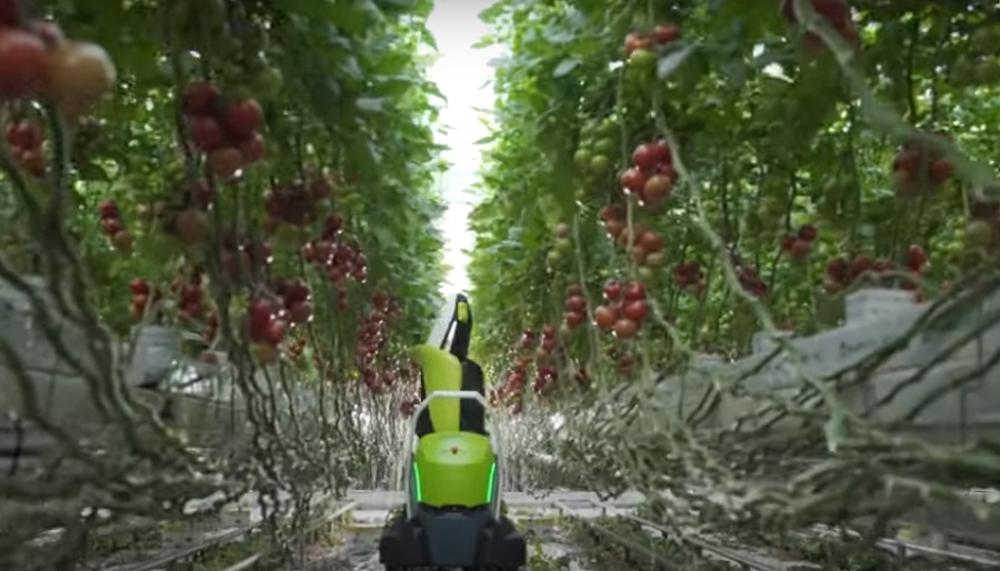 Levélvágó robotot mutatott be egy holland vállalat a paradicsomokhoz