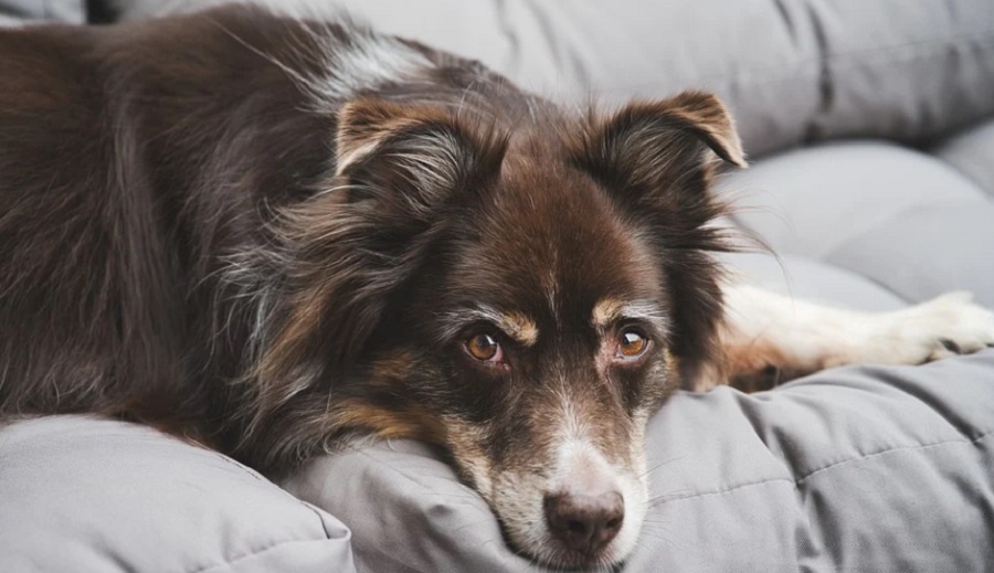 A kutatók csak egy megoldást tudnak a kutyákba telepedő kampósférgek ellen