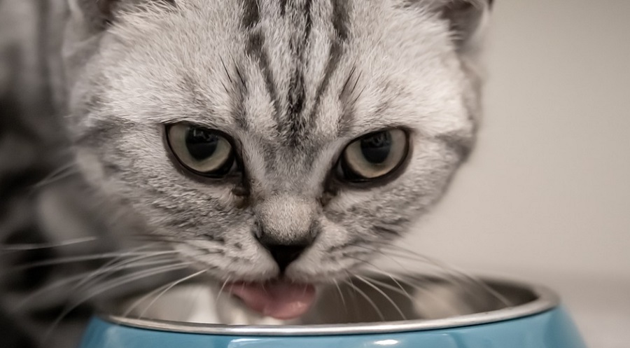 Többféle módszer létezik a macska helyes táplálására