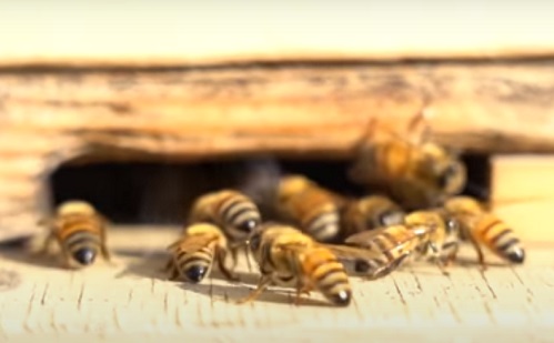 Mesterséges intelligencia - Okos méhkassal rukkolt elő egy cég