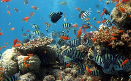 A korallzátonyok megmentésére is alkalmas lehet a mesterséges intelligencia