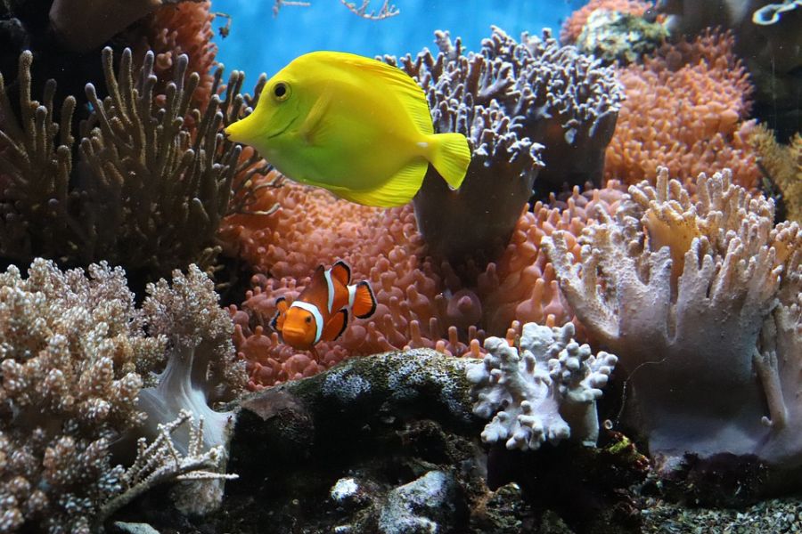 A korallzátonyok megmentésében is segít a mesterséges intelligencia