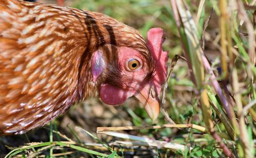 A csirkék közérzetén is tud javítani a mesterséges intelligencia