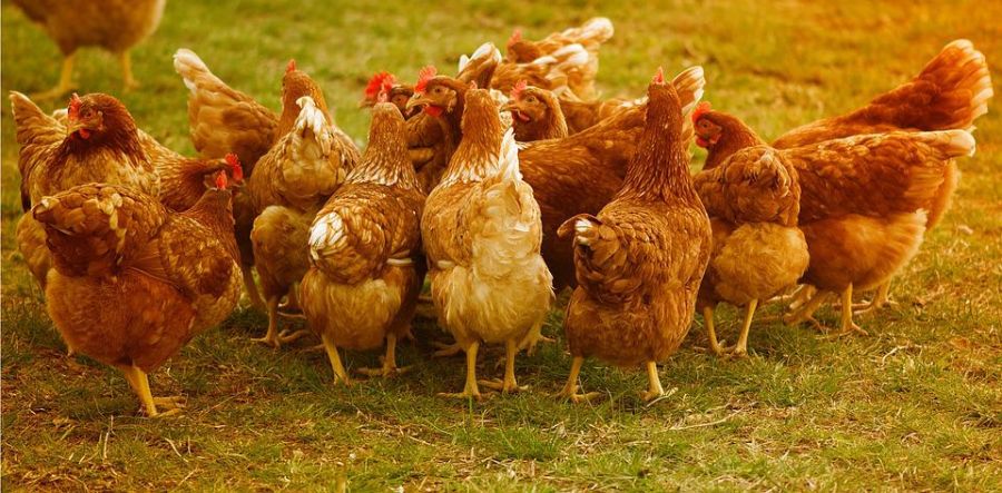 Boldogabbá teheti a csirkék életét a mesterséges intelligencia