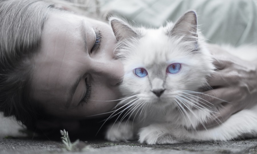Géntechnológia segíthet a macska allergia ellen?