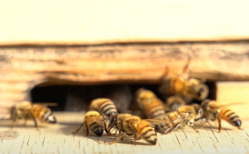 Mesterséges intelligencia - Robotkaptár mentheti meg a méheket