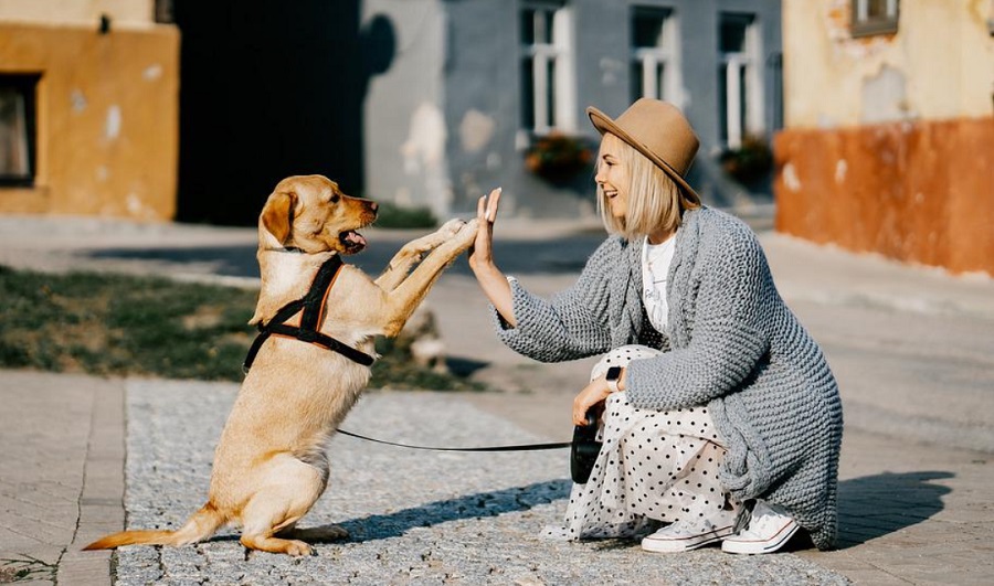 Kutyakiképző alkalmazás segíthet többet kihozni a kedvencből