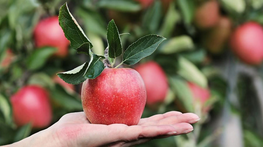 Pontosan megjósolja betakarított gyümölcs méretét az új technológia