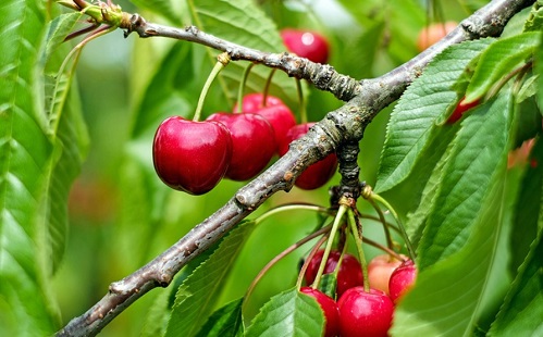 Mesterséges intelligencia - LiDAR technológia vizsgálja a gyümölcsöt a pontos betakarításért 