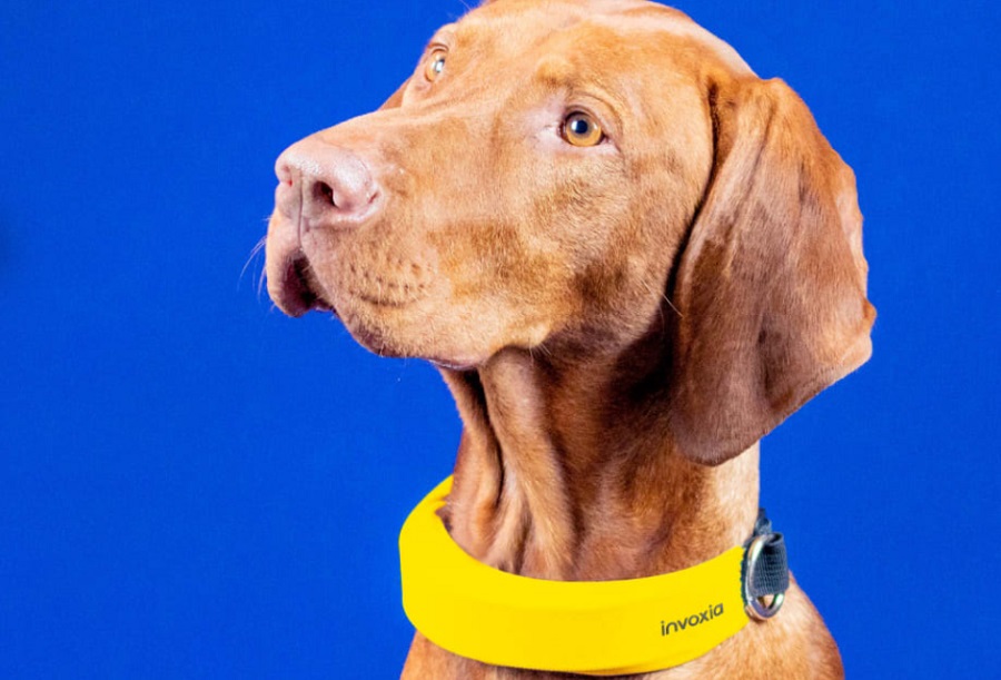 A mesterséges intelligencia-nyakörv segít, hogy a kutya biztonságban legyen