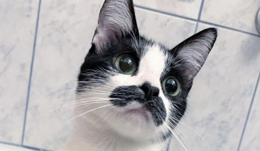 A Freddie Mercury-ra hasonlító macska - Fotó: Instagram