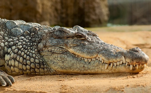 Krokodil lehet a halláskárosodás gyógyításának titka? 