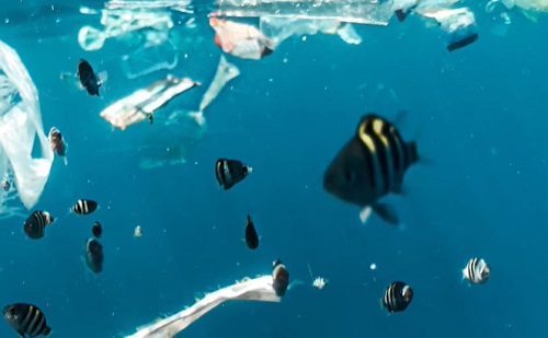 Hamarosan bevetik a műanyag-evő robothalat 