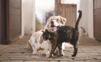 A kutya és a macska valójában jóbarát