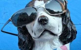 Hoppá: a kutyáknak se ártana napszemüveg