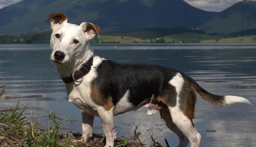 A Jack Russell-terrierek élnek a legtovább egy angol tanulmány szerint