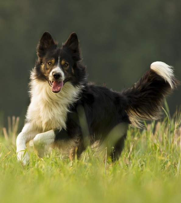 border_collie_1