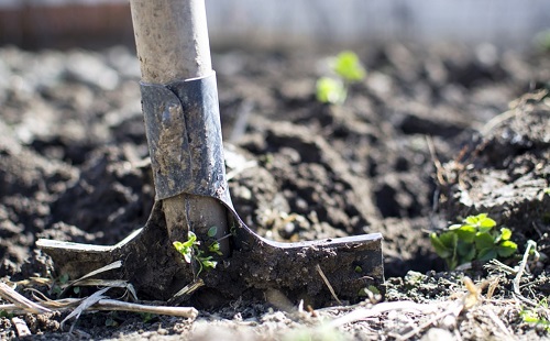 A hetente kertészkedés csökkentheti a korai halál kockázatát?
