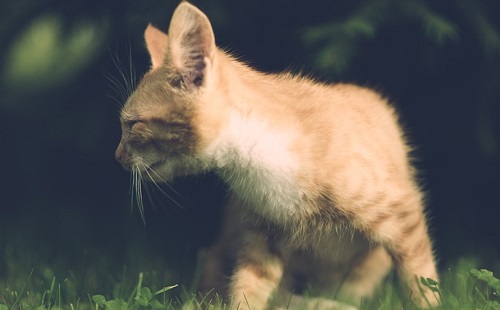 Régóta koronavírusban szenvedett egy macska?