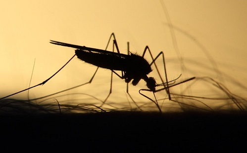 Maláriás moszkítókat segít azonosítani a mesterséges intelligencia 