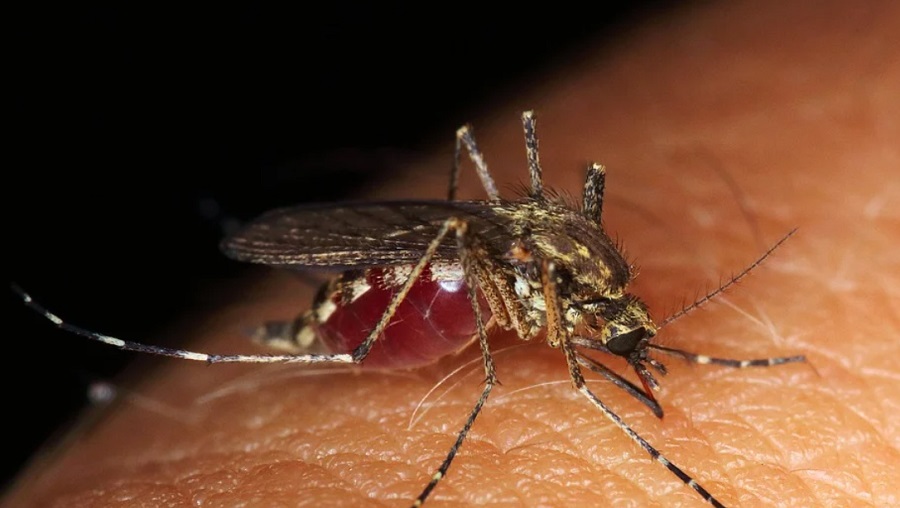 Maláriás moszkítókat segít azonosítani a mesterséges intelligencia 