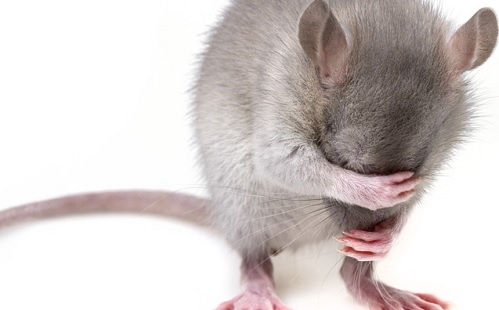 Bizarr: patkányok kaptak emberi agysejteket
